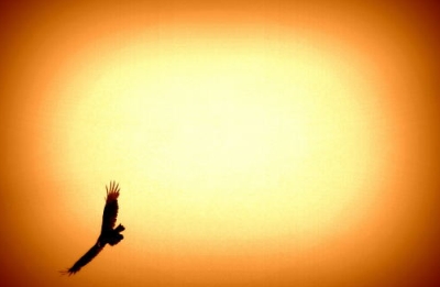 pixabay_adler