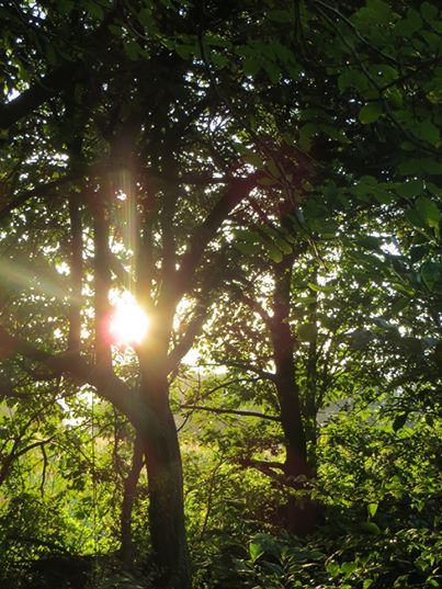 baum_sonnenstrahlen