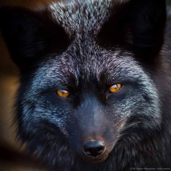 black_RS-Nature_Photography-flickr.com