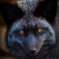 black_RS-Nature_Photography-flickr.com_200x200