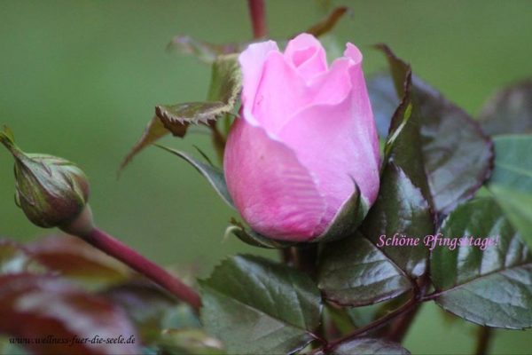Schoene_Pfingsttage