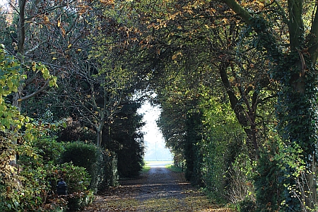 Weg_Herbst_450x300
