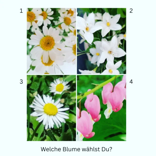 Hey ihr Lieben - ihr merkt, ich habe ein wenig Zeit am langen Wochenende... 

🌺
Mein Geschenk für Dich:

Ich habe 4 Blumen für Dich ausgewählt. Welche würdest Du jetzt gerade intuitiv aussuchen für Dich?

Du weißt -
Jede Blume trägt eine Botschaft in sich.

Schreibe mir Deine Wahl in die Kommentarfunktion und ich sende Dir Deine Antwort zu. 

Hab einen sonnigen Tag und lass es Dir gut gehen ❤️

#blumenorakel #tagesbotschaft #justforfun #spiritinsta