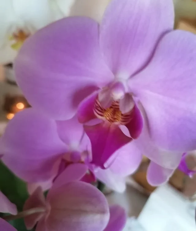 Happy mothers day 💜

Liebe Grüße gehen an alle Mütter und Großmütter raus. Das ist euer Tag! 

Muttertag - ein Tag an dem wir uns mit unseren Wurzeln beschäftigen.
Und ich weiß, dass auch gerade an diesem Tag alte Wunden aufgebrochen werden.
Denn nicht jeder hat Kontakt zu seiner Ma.
Denn vielleicht ist es aktuell nicht so leicht in der Beziehung.
Vielleicht hattest Du immer schon ein ambivalentes Verhältnis zur Mama.
Oder musstest sogar ohne weibliche Wurzeln aufwachsen.
Wenn es Dich heute schmerzt- fühle Dich umarmt.
Fühle Dich gesehen.
Und ein kleiner Reminder für Dich 🌸 auch wenn Du die weibliche Kraft oft nicht erfahren hast - warum auch immer - sie ist für Dich da. Sie fließt über die Ahnenreihe zu Dir.

Du durchbrichst diesen Mangel. Du machst es anders. Du kannst wählen.
Auch wenn Deine Ma nicht präsent war. Auch wenn es schwer ist. Fühle Dich gesehen. 💜

Weisst Du, unsere Mütter handelten immer so, wie sie es zu dem Zeitpunkt konnten.
Prägungen, Verletzungen und alte Wunden, sorgten dafür, dass sie es nicht anders umsetzen konnte.

Aber Du kannst es. Du bist für Dich da. Für Deine Familie und Dein Umfeld.
Ich weiß es!

Und vielleicht ist Deine Mutter auch schon ins Jenseits gegangen und Du vermisst sie so sehr. Und die Traurigkeit bleibt - ganz egal ob es 2 Monate her ist oder 5 Jahre.
Es ist die Mutter.

Denke heute an sie. Zünde eine Kerze an und sprich mit ihr. Die Antwort wird kommen.
Sie wird kommen über ein Zeichen, eine Blume, ein Lied oder eine gemeinsame, warme Erinnerung.

Die Verbindung endet nie. Liebe endet nie💜.

Habt einen wunderbaren Tag.
Eure Bettina

#muttertag #liebe #mothersday