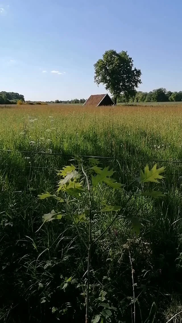 Immer dann, wenn Menschen von dieser Erde gehen. Immer dann, wenn wir erkennen müssen, dass unsere Zeit hier endlich ist- sind wir traurig.

Wir fallen für eine Zeit, wie in ein Vakuum.

Wir denken viel, grübeln, trauern...

Wir bedauern, vermissen und sind oft nicht ganz bei uns. Auch- um den Schmerz besser aus-halten zu können.

Irgendwann... Wenn etwas Zeit vergangen ist.

Dann spüren wir unsere Verstorbenen wieder.
Wir spüren sie an unserer Seite. Wir fühlen uns begleitet und beschützt.
Und genauso ist es tatsächlich.

Sie begleiten uns.

In unserer Entwicklung, in unserer Heilung, in unserem Leben.
Sie schreiten nicht ein- sie halten uns. Sie inspirieren uns, wenn wir zuhören.

Sie sind da- immer dann, wenn wir sie brauchen.

Manchmal erkennen wir sie durch kleine Zeichen, kleine, vorbeihuschenden Gedanken und Gerüche. 
Wir spüren ihre Anwesenheit, wenn wir ähnliche Dinge tun, die sie gern getan haben.
Wir erkennen ihre Seele, wenn wir still sind.

Wisse - Du bist niemals allein.

Deine Bettina
#trauer #trost #jenseits #vertrauen